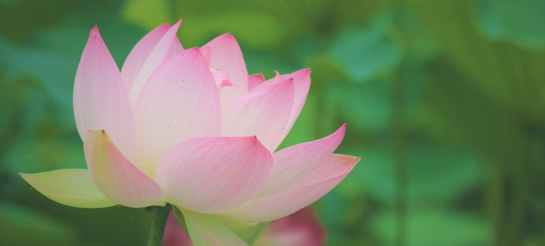 Ambiente sereno per la pratica della meditazione respiratoria